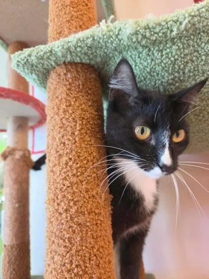 Mrs. Cat thumbnail 2
