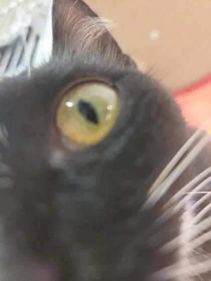 Mrs. Cat thumbnail 3
