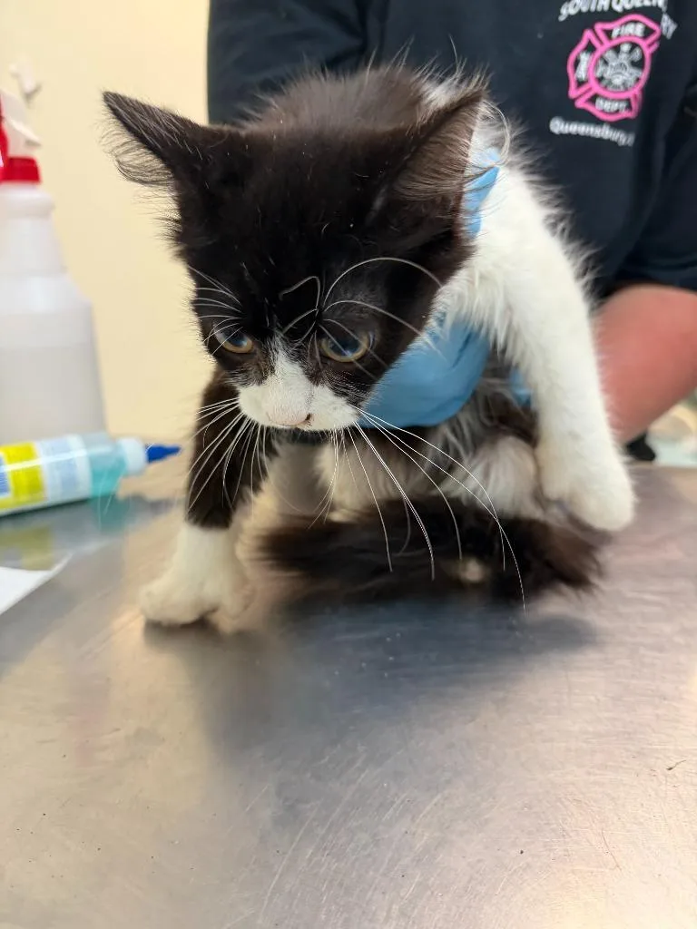 A baby medium-sized male Domestic Medium Hair cat named Gary for adoption in Ogdensburg, NY
