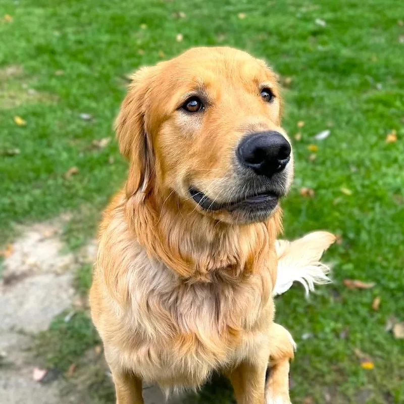 A baby large-sized male Golden Retriever dog named Buddy for adoption in Burton, MI