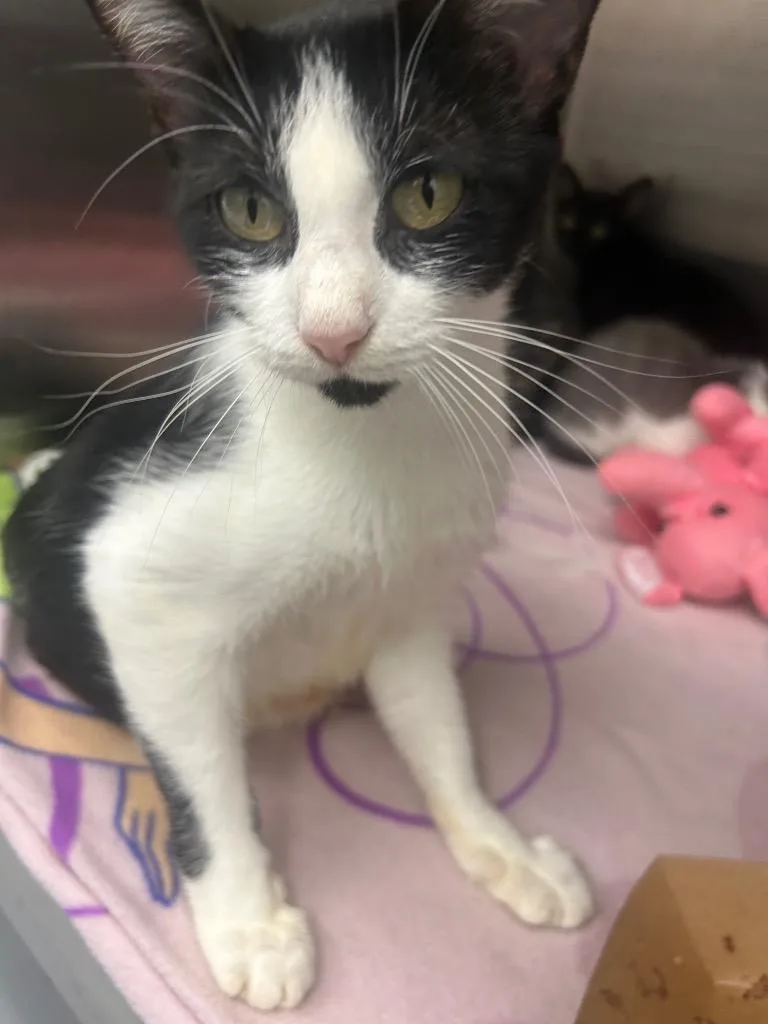 A young medium-sized female Domestic Short Hair cat named Lulu for adoption in Hartsville, SC