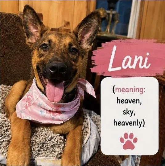 Lani