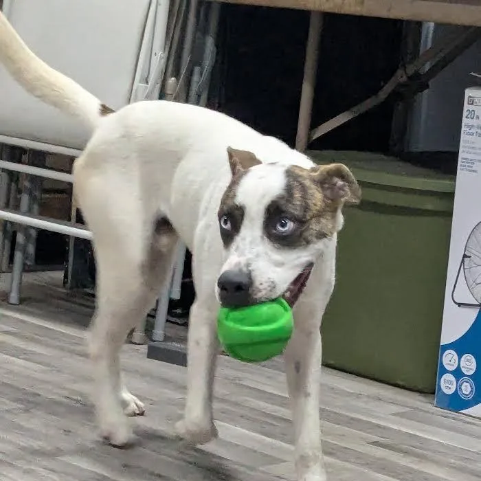 A young medium-sized male White / Cream Husky dog named Hammy for adoption in Chicopee, MA