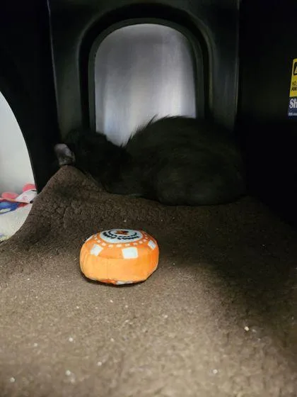 An adult small-sized male Domestic Long Hair cat named Mr. Salem for adoption in Shawano, WI