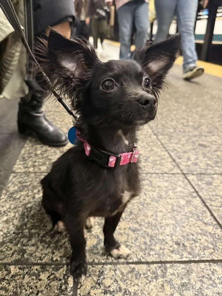 A baby small-sized male Chihuahua dog named Jangle for adoption in Manhattan, NY