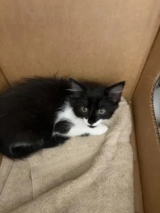 A baby small-sized female Domestic Medium Hair cat named Xtra Xtra for adoption in Westland, MI