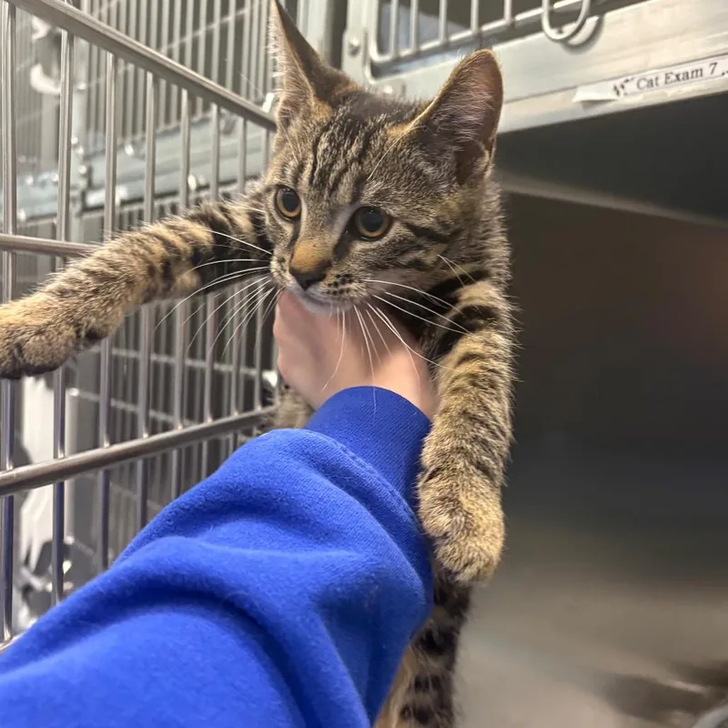 A baby small-sized female Brown / Chocolate Domestic Short Hair cat named Dos for adoption in Greensboro, NC