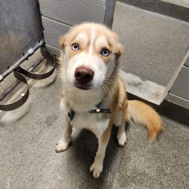 An adult medium-sized male Husky dog named Ace for adoption in Huntsville, AL