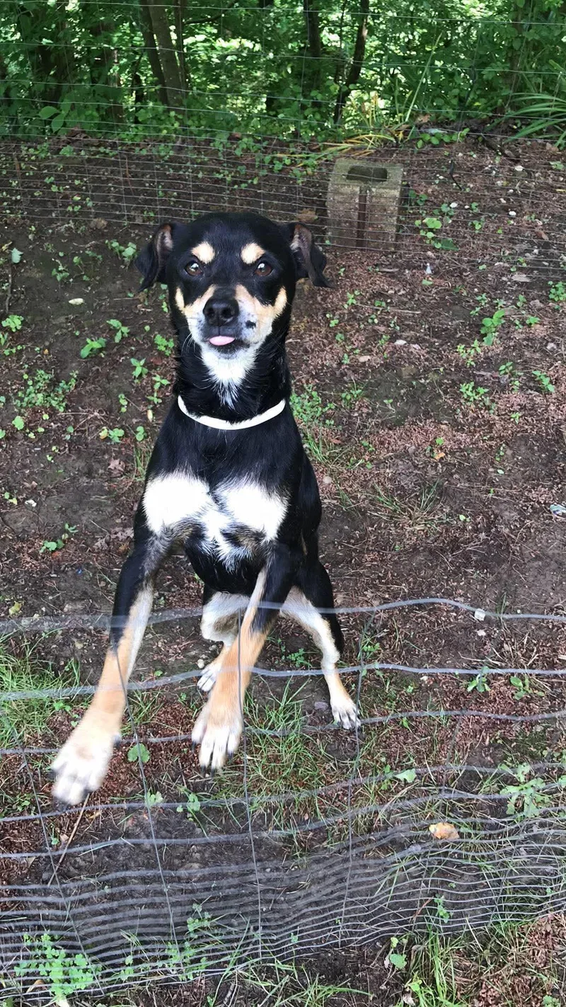 A young small-sized male Tricolor (Brown, Black, & White) Fox Terrier dog named Jojo for adoption in Inez, KY