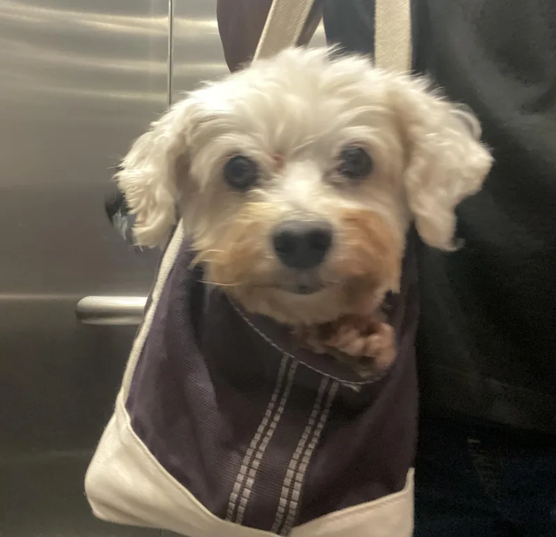 A senior small-sized female Shih poo dog named Nellie for adoption in Brooklyn, NY