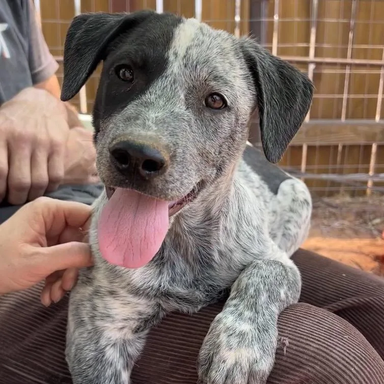 A baby medium-sized male Black Mixed Breed dog named Zucchini Puree for adoption in Moab, UT