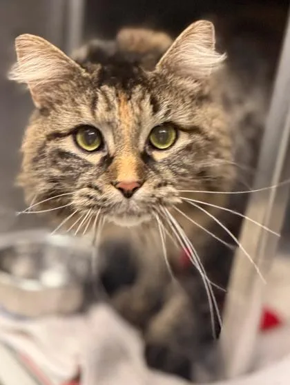 An adult medium-sized female Domestic Long Hair cat named Marley for adoption in Baraboo, WI