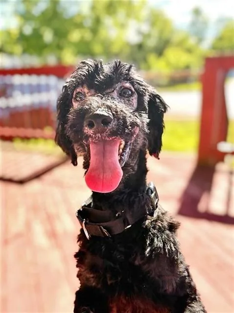 A young small-sized male Poodle dog named Robin for adoption in Leesburg, VA