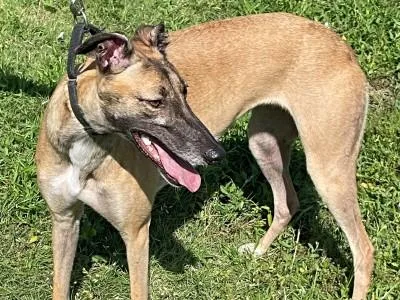 A young large-sized female Red / Chestnut / Orange Greyhound dog named Cookie for adoption in Dallas, TX