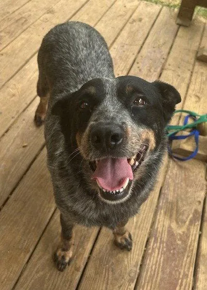 Cheyenne