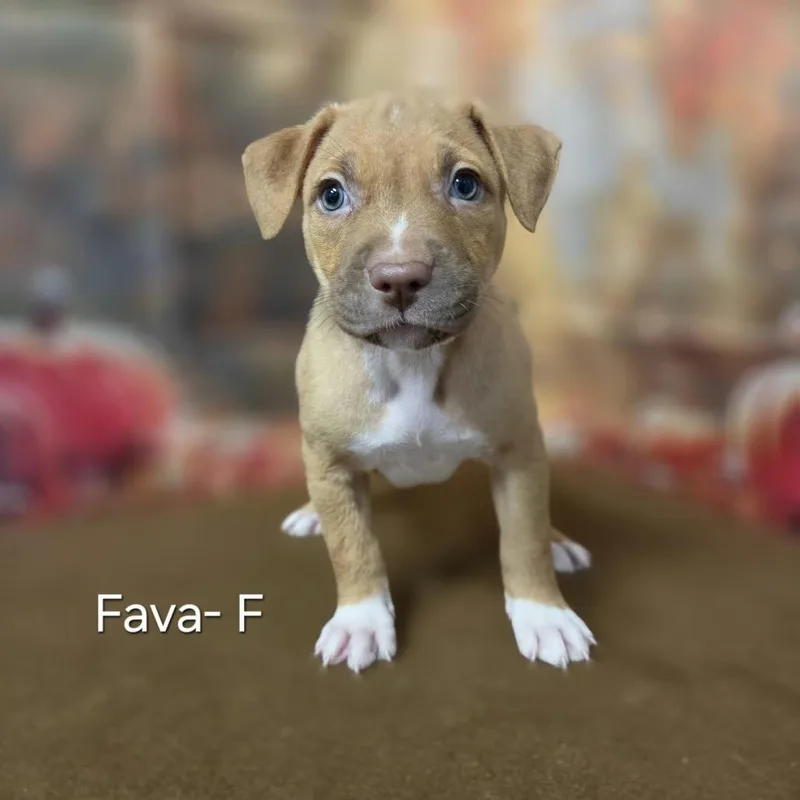 A baby medium-sized female Pit Bull Terrier dog named Fava for adoption in Griswold, CT
