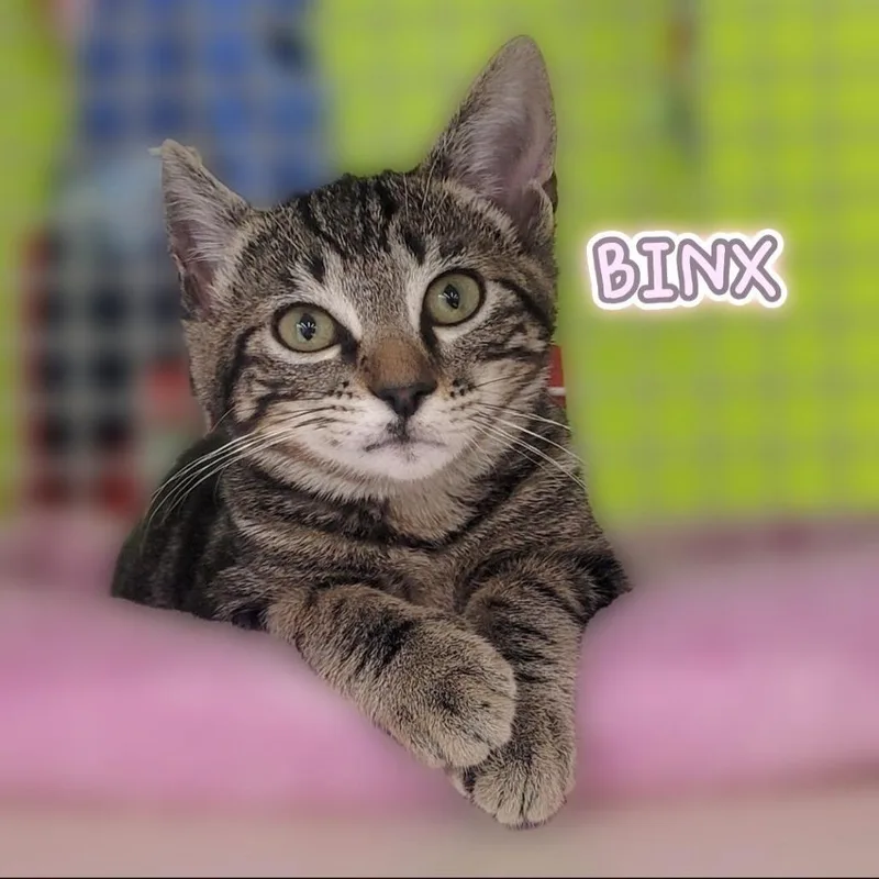 Binx thumbnail 3