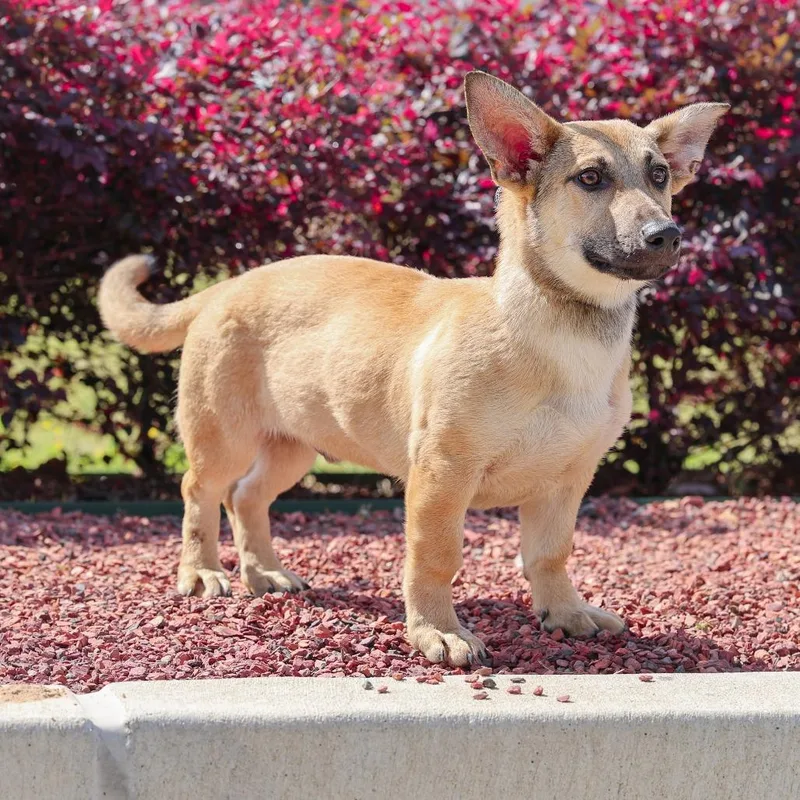 A baby small-sized male Yellow / Tan / Blond / Fawn Corgi dog named Winslow for adoption in New York, NY