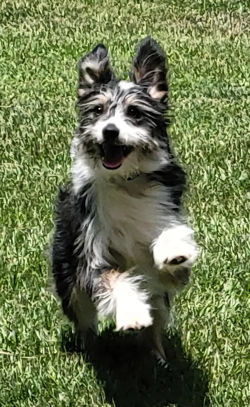 A young small-sized male Tricolor (Brown, Black, & White) Australian Terrier dog named Frankie for adoption in Longview, TX