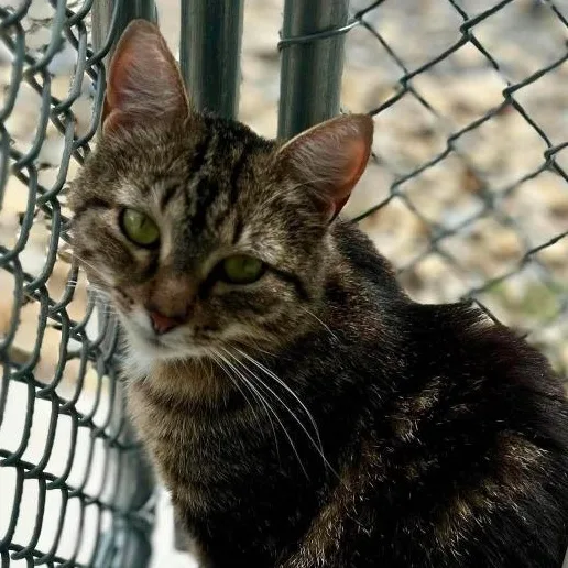 An adult medium-sized female Tabby (Brown / Chocolate) Domestic Short Hair cat named Christal for adoption in New Philadelphia, OH