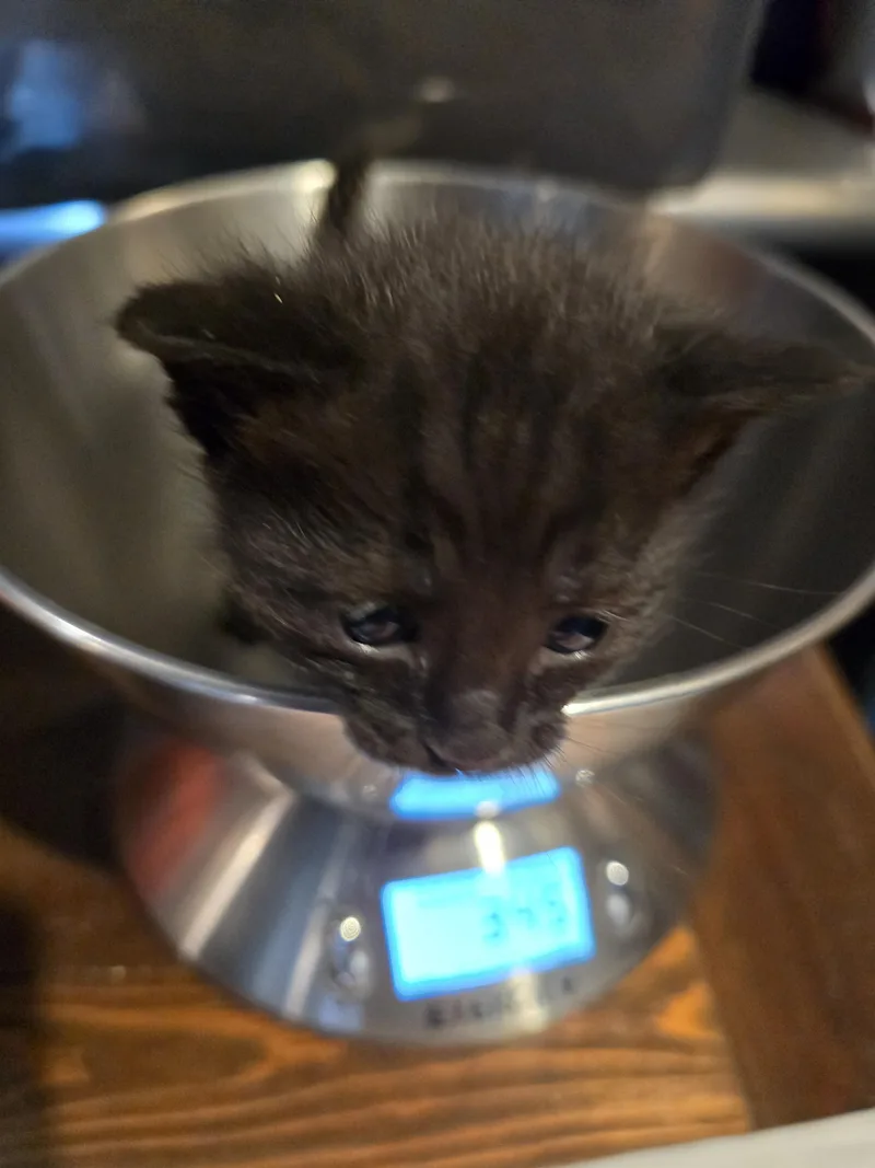 A baby medium-sized female Black Domestic Short Hair cat named Little Chefs Ina for adoption in Santa Clara, CA