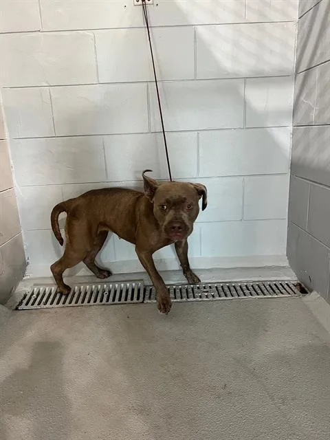 A young medium-sized female American Bulldog dog named Daisy Mae for adoption in Winter Haven, FL