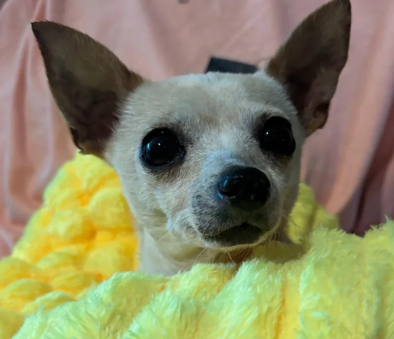 Pip