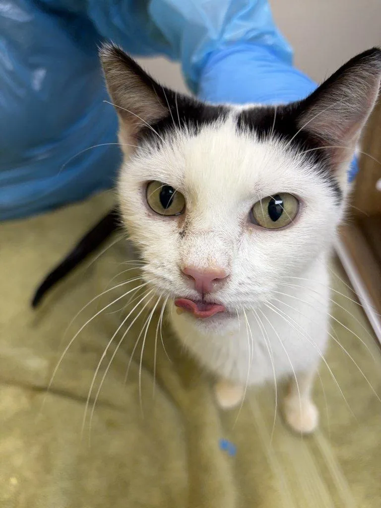 An adult small-sized female White Domestic Short Hair cat named Violet for adoption in Raleigh, NC