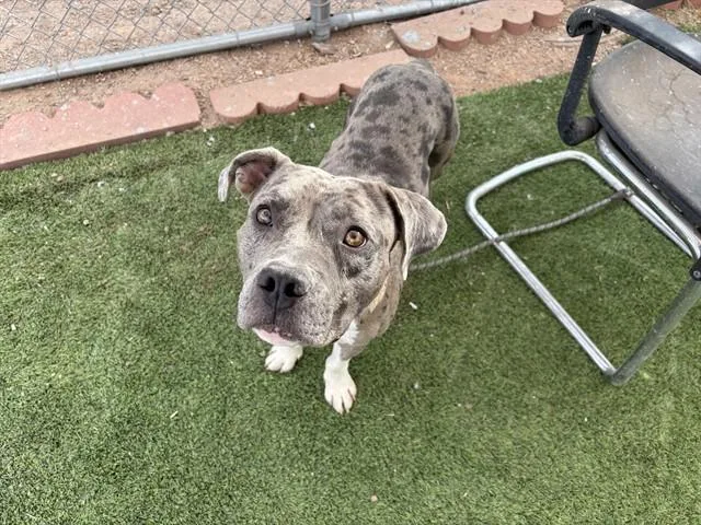 An adult large-sized male Pit Bull Terrier dog named Swirly for adoption in Phoenix, AZ