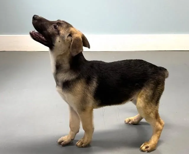 Marshall thumbnail 2