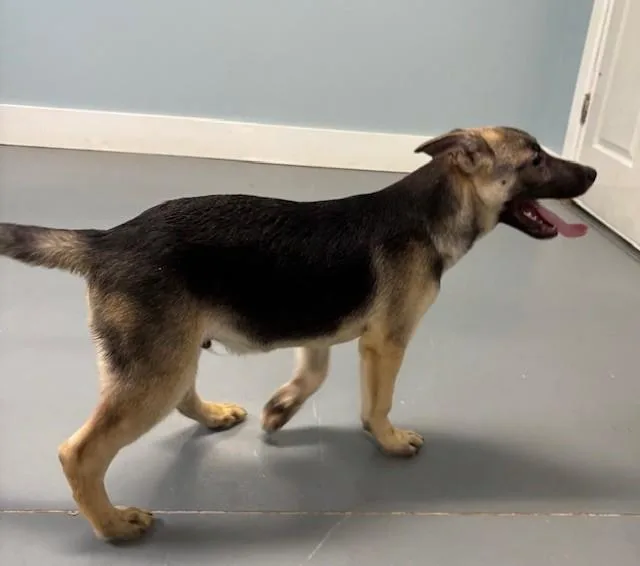 Marshall thumbnail 3