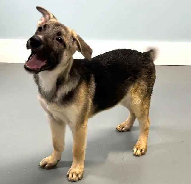 Marshall thumbnail 4