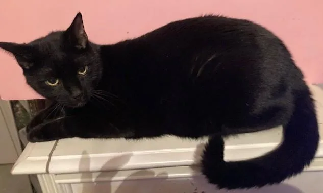 An adult small-sized male Domestic Short Hair cat named Puffer for adoption in Charlotte, NC