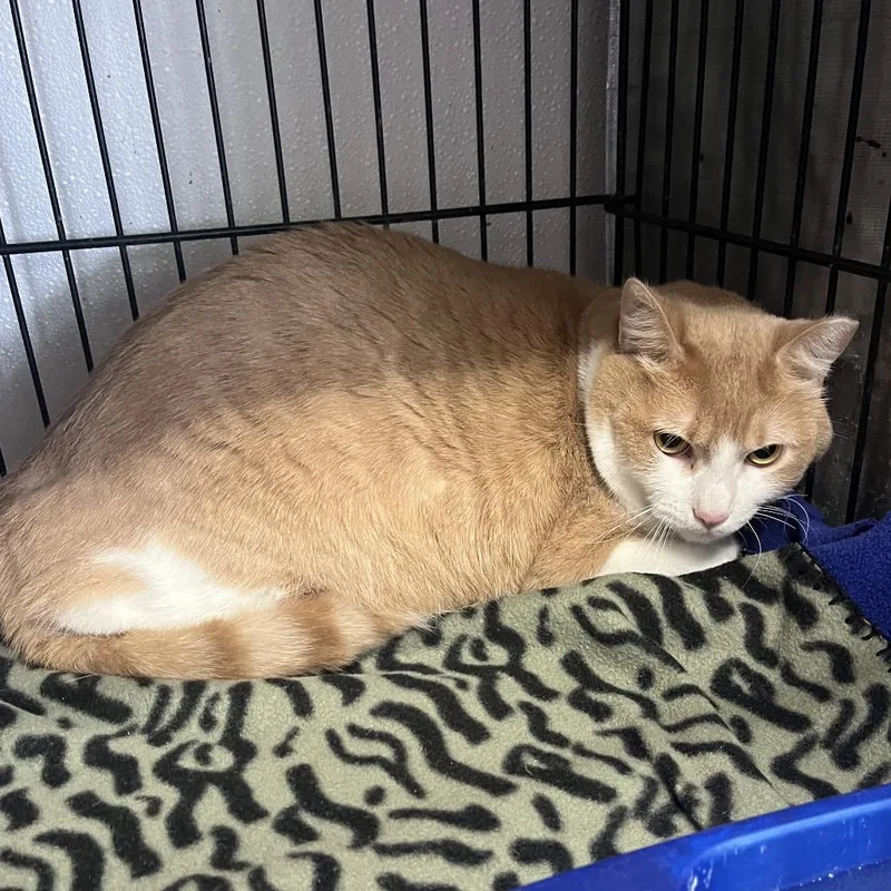 An adult small-sized male Orange / Red Domestic Short Hair cat named Queso for adoption in Stephenville, TX