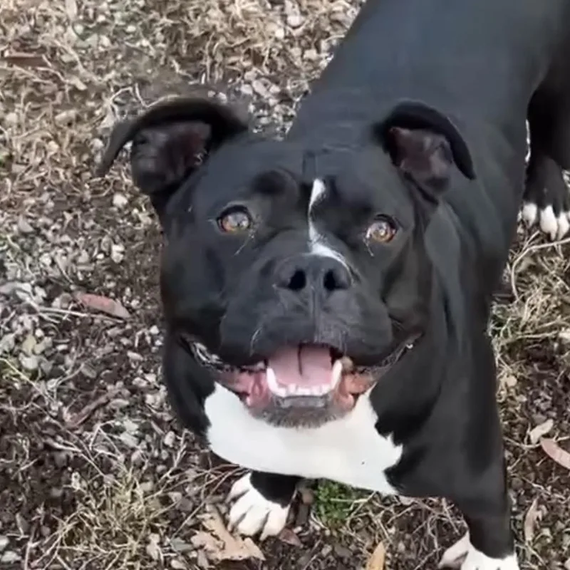 A young medium-sized female Black Pit Bull Terrier dog named Wednesday for adoption in Richmond, VA
