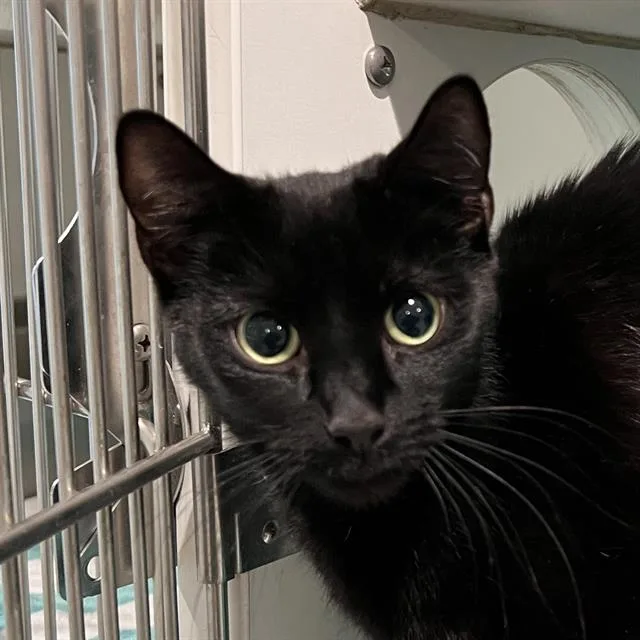 A young small-sized female Domestic Short Hair cat named Coraline for adoption in Methuen, MA