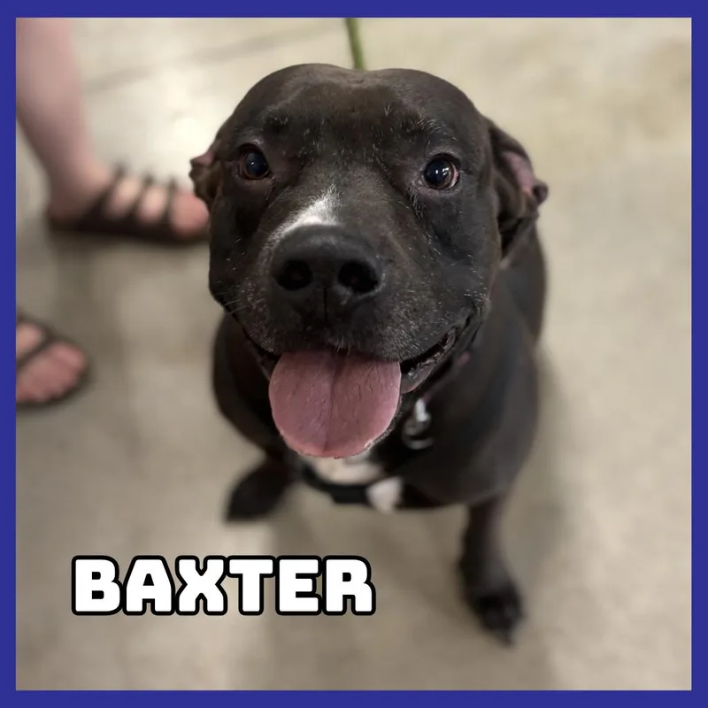 An adult large-sized male Brown / Chocolate Black Labrador Retriever dog named Baxter for adoption in Glenwood, MN