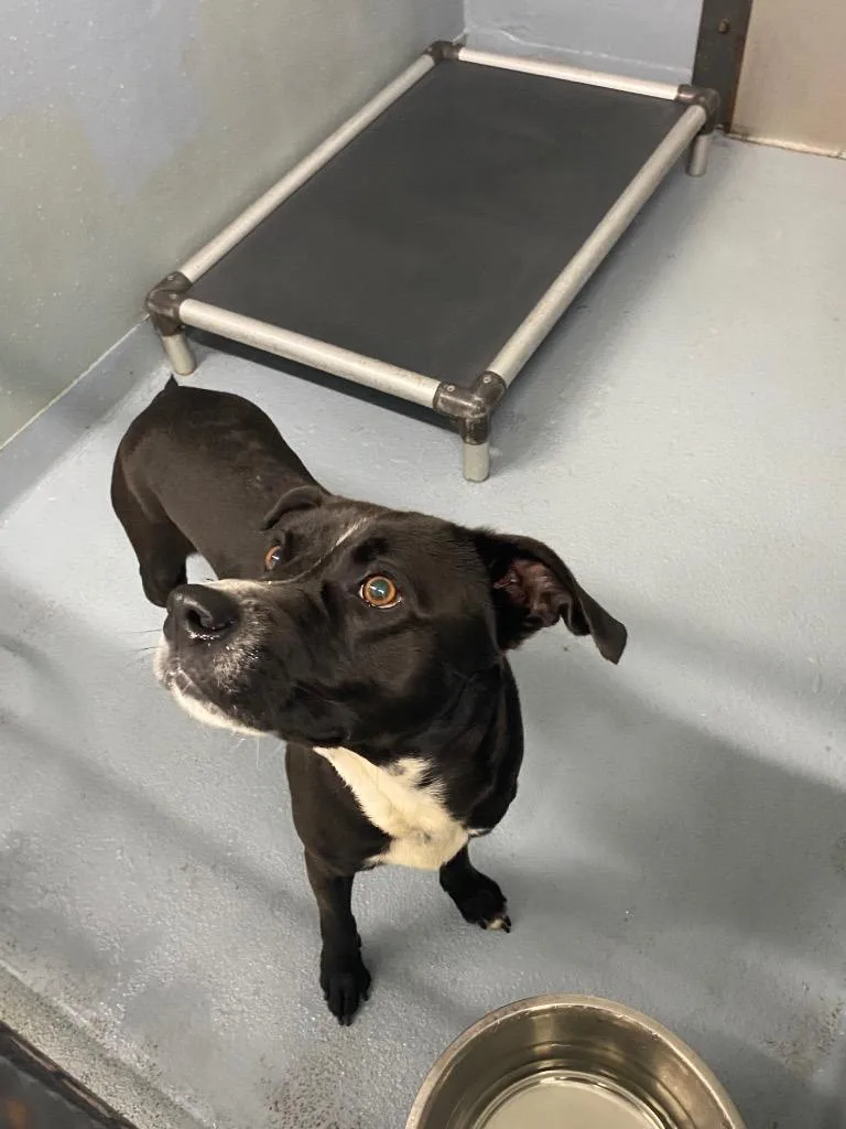 A young large-sized male Mixed Breed dog named Oreo for adoption in Cartersville , GA
