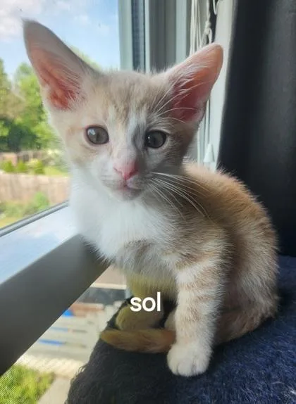 A baby small-sized male Domestic Short Hair cat named Sol for adoption in Fishers, IN