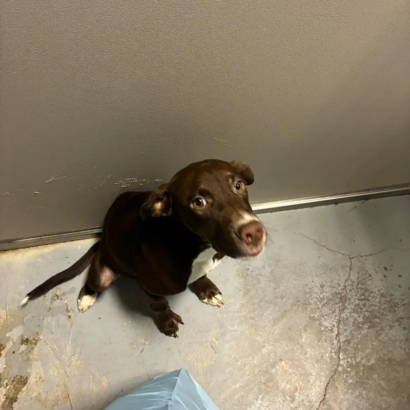 A baby medium-sized female Brown / Chocolate Hound dog named Gleep for adoption in Hattiesburg, MS