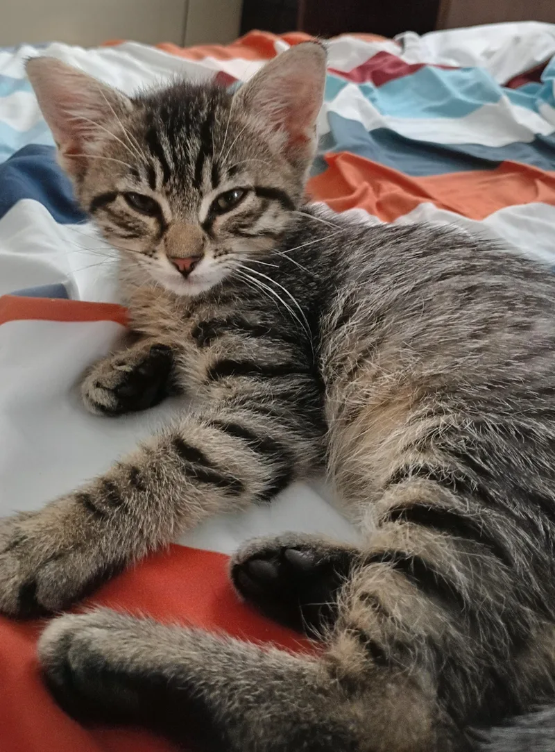 Miss Tabby thumbnail 2