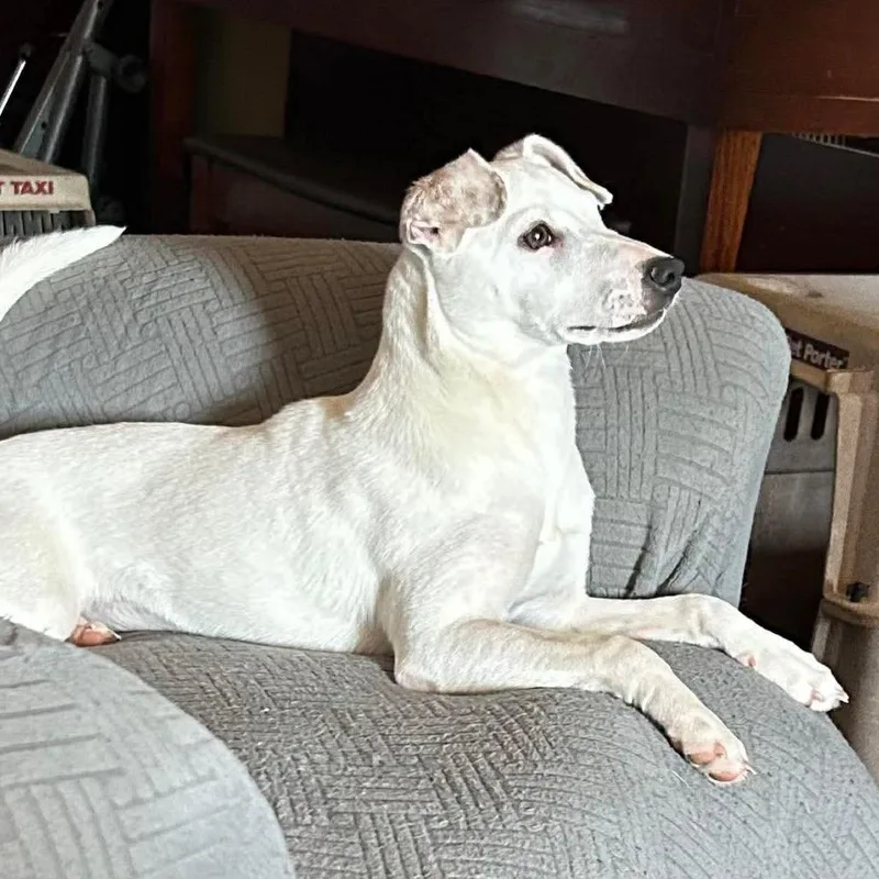 A young small-sized female White / Cream Jack Russell Terrier dog named Libby for adoption in Green Bay, WI
