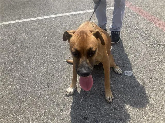 A young medium-sized male American Staffordshire Terrier dog named Brownie for adoption in San Antonio, TX