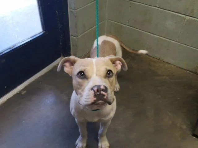 A young medium-sized female Boxer dog named Kimmy for adoption in Tulsa, OK