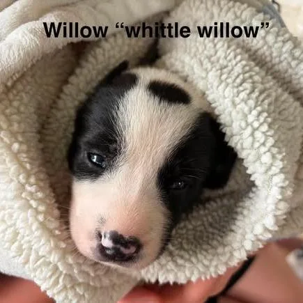 Willow thumbnail 4