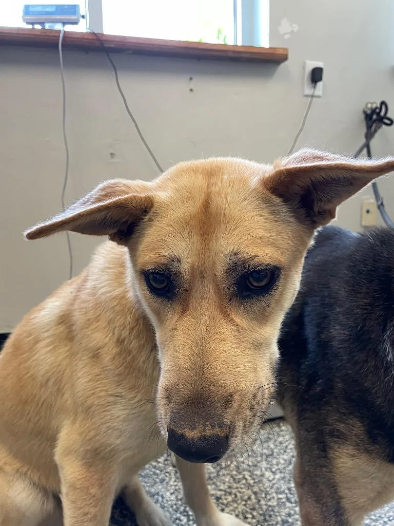 A young medium-sized female Mixed Breed dog named Scout for adoption in Columbia, TN