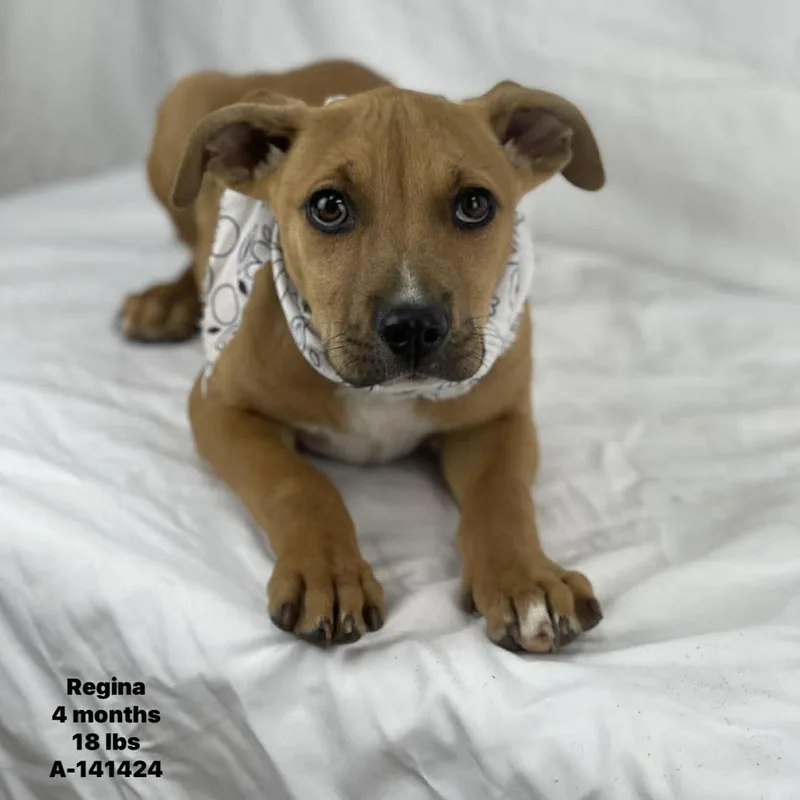 A baby medium-sized female Yellow / Tan / Blond / Fawn Labrador Retriever dog named Regina  Local April for adoption in Brookshire, TX