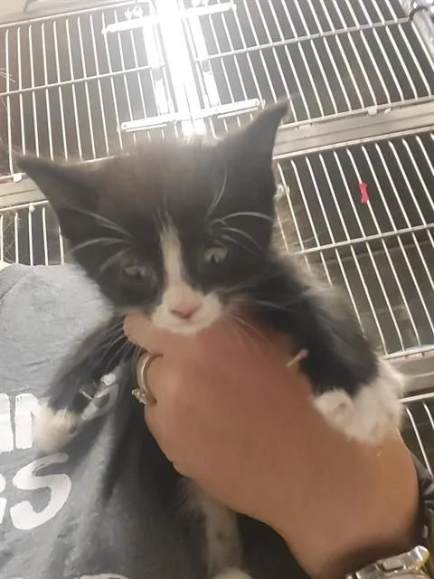 A baby small-sized male Domestic Short Hair cat named Tux for adoption in Albuquerque, NM