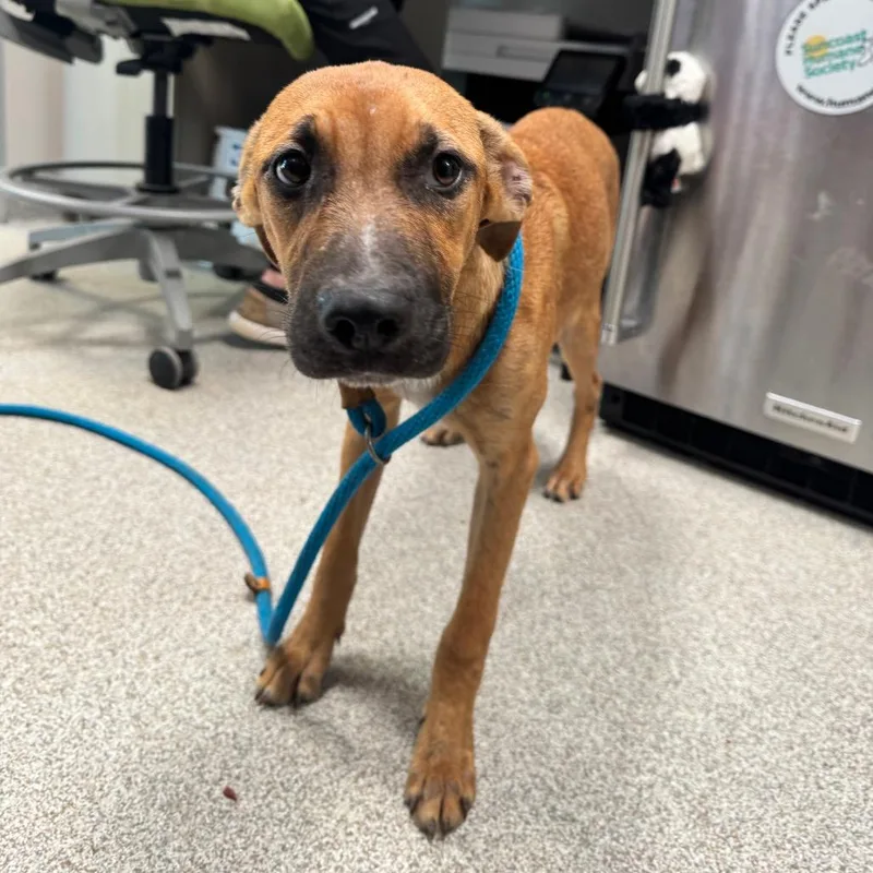 A young medium-sized female Yellow / Tan / Blond / Fawn Mixed Breed dog named Athena for adoption in Englewood, FL