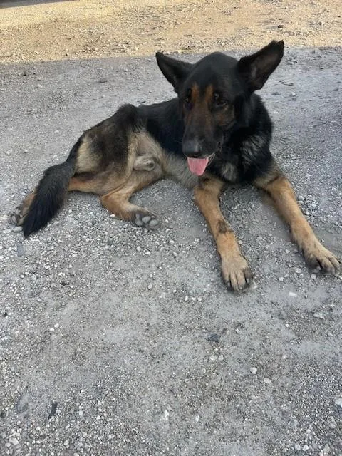 An adult large-sized male German Shepherd Dog dog named Bruno for adoption in Miami, FL